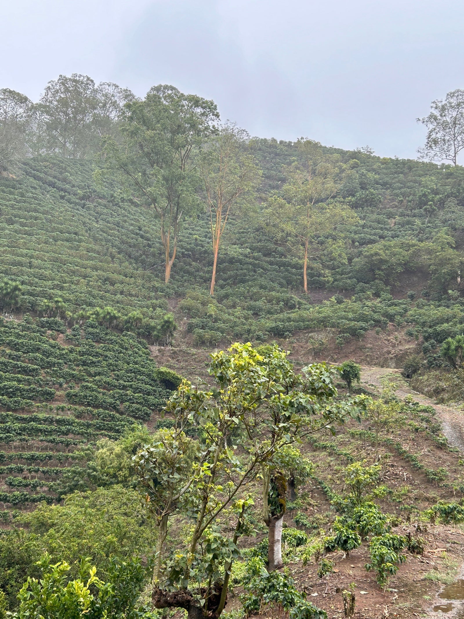 Costa Rica Partnership