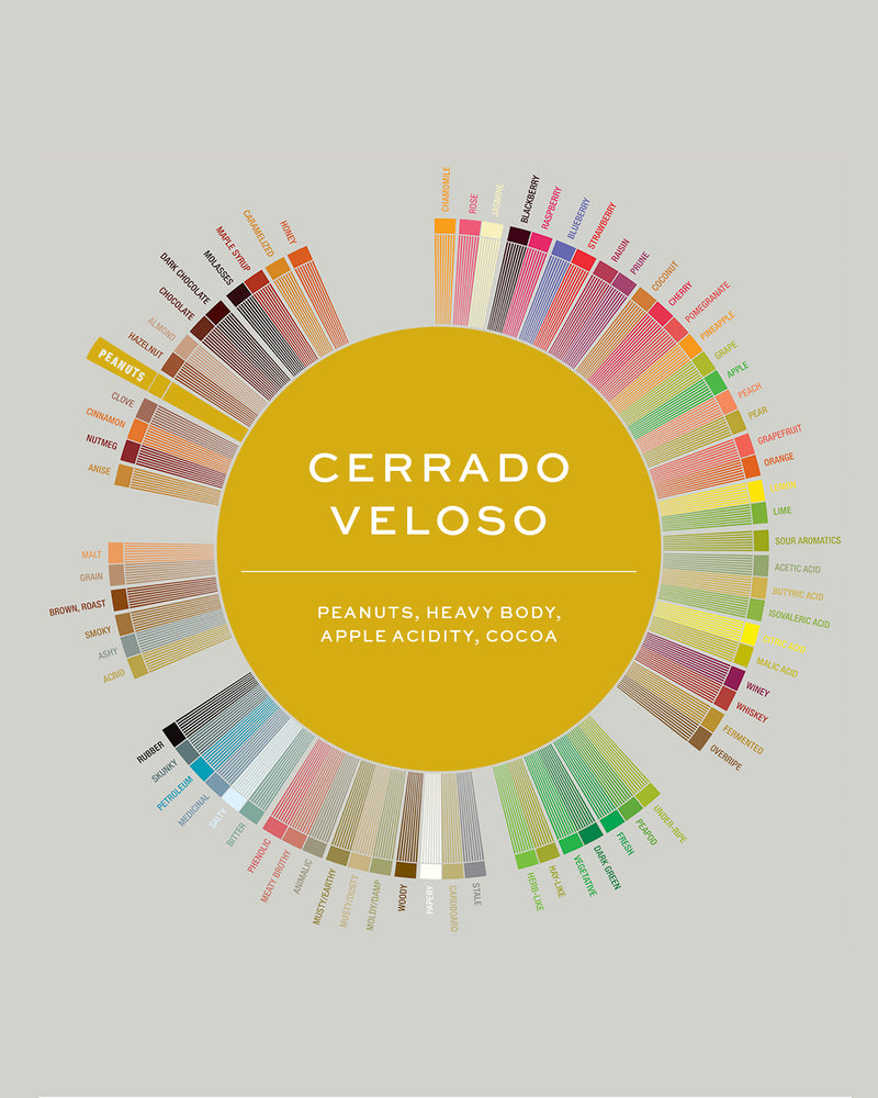 Brazil | Veloso